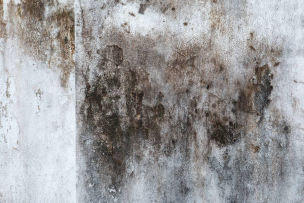 Environmental Consulting for Mold Prevention in Cedartown, GA