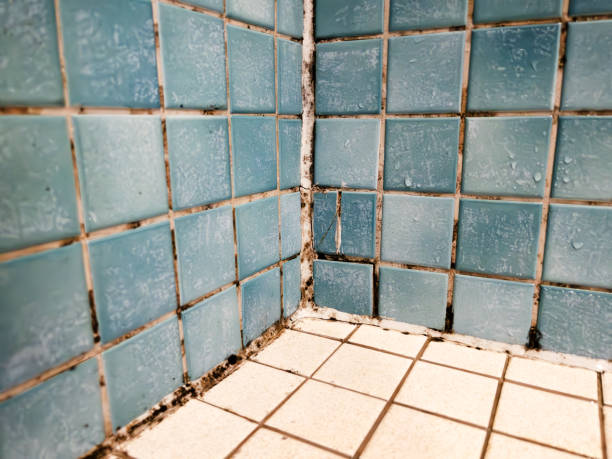 Cedartown, GA Mold Removal Company